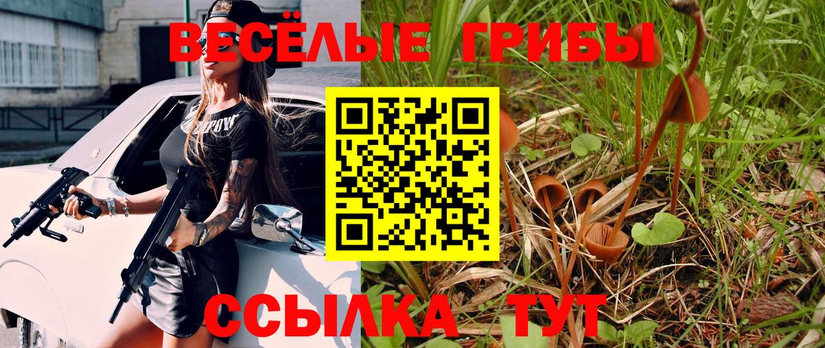 Псилоцибиновые грибы Psilocybe Новороссийск